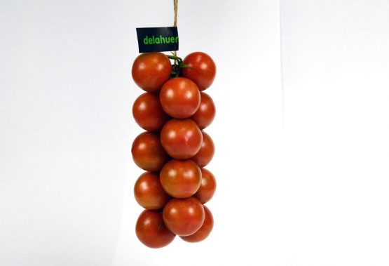 Tomate de Penjar: tomaquet de sucar, tomaca ristra, ecológico, bio, eco sostenible, Premium, gourmet, pa amb tomaquet, tomate de colgar, penjar