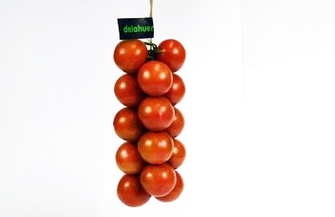 Tomate de Penjar: tomaquet de sucar, tomaca ristra, ecológico, bio, eco sostenible, Premium, gourmet, pa amb tomaquet, tomate de colgar, penjar